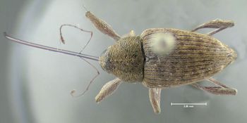 Media type: image;   Entomology 603216 Aspect: habitus dorsal view